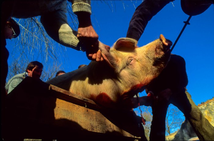 Vida rural en Cataluña